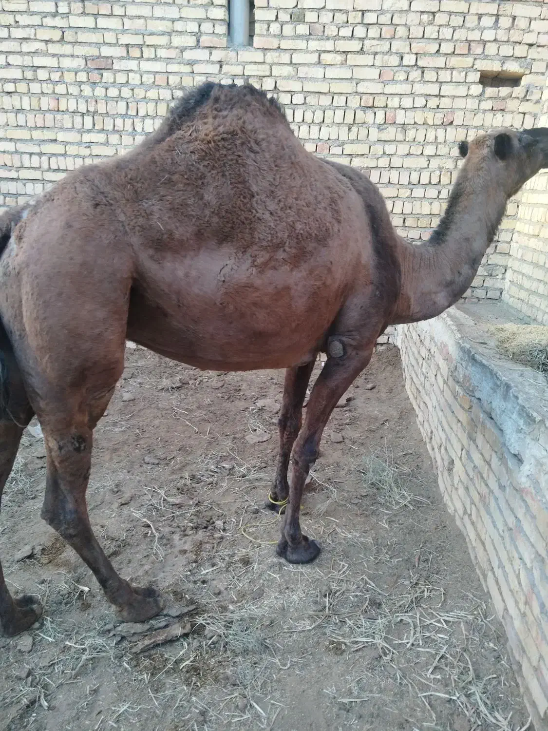 شتر چاق و بچه شتر درهمه وزن|حیوانات مزرعه|قم, نوقطار|دیوار