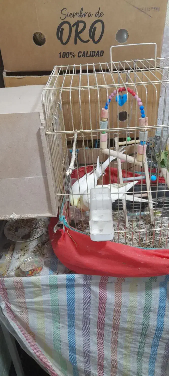 جفت عروس لوتینو رویه تخم|پرنده|صحنه, |دیوار