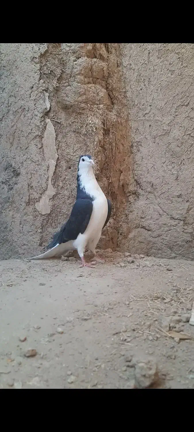 کفتر دمگیر نر سیاه پشت|پرنده|برخوار, |دیوار