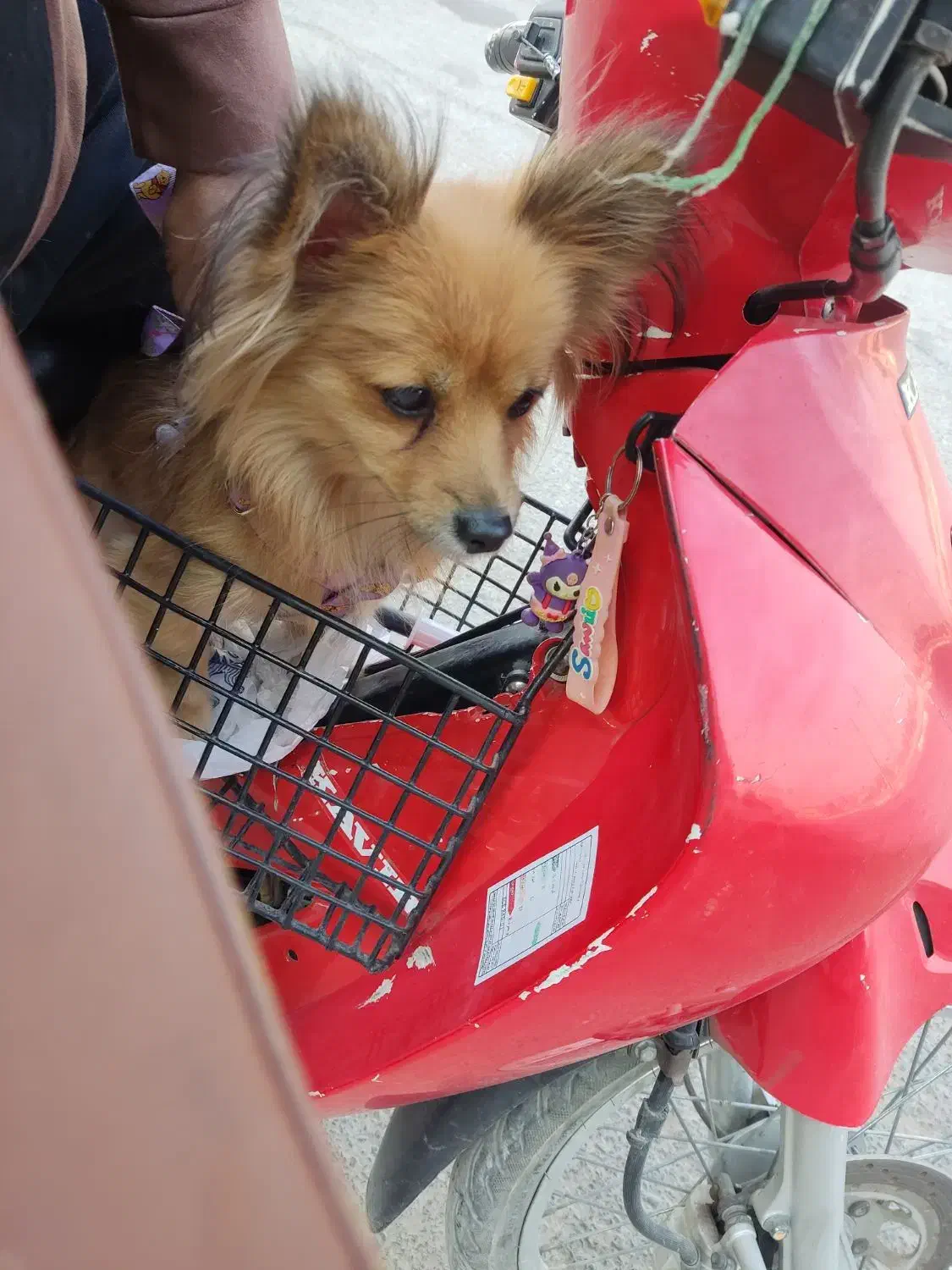 سگ پامرین روباهی|سگ|اهواز, شریعتی جنوبی|دیوار