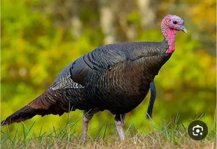 بوقلمون نر و ماده چاق|حیوانات مزرعه|یاسوج, |دیوار