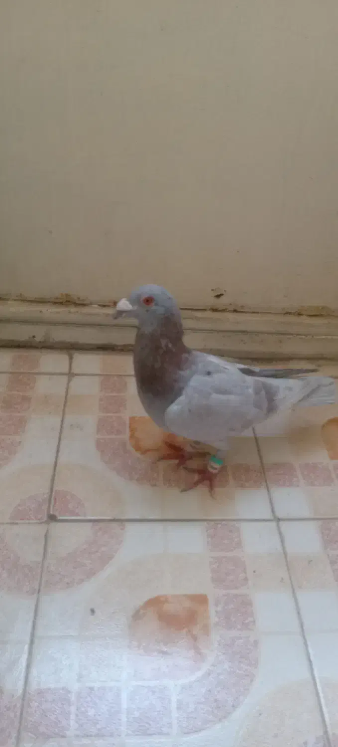 کبوتر 2 رگ|پرنده|سبزوار, طبرسی (جعفرآباد)|دیوار