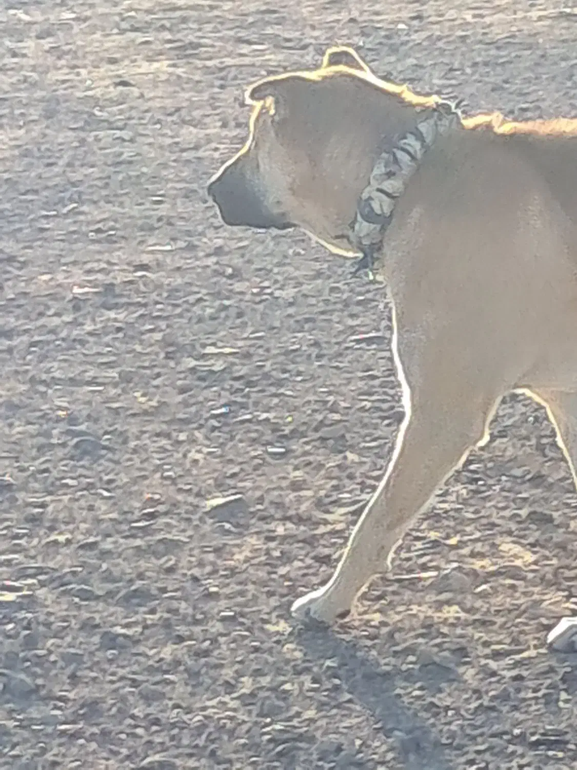 سرابی ۱۴ ماه گله ایی فی ۸|سگ|ماکو, |دیوار