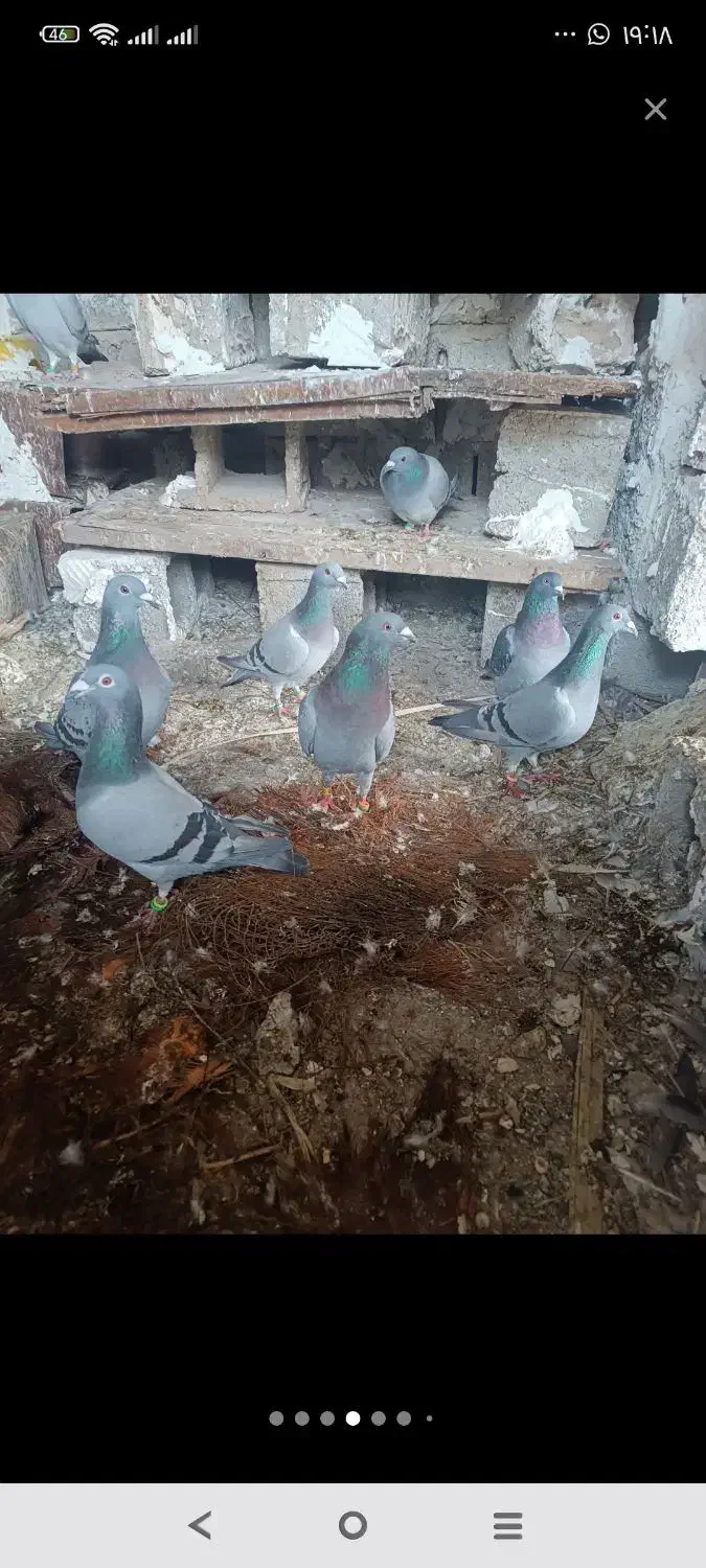 کفتر|پرنده|خشت, |دیوار