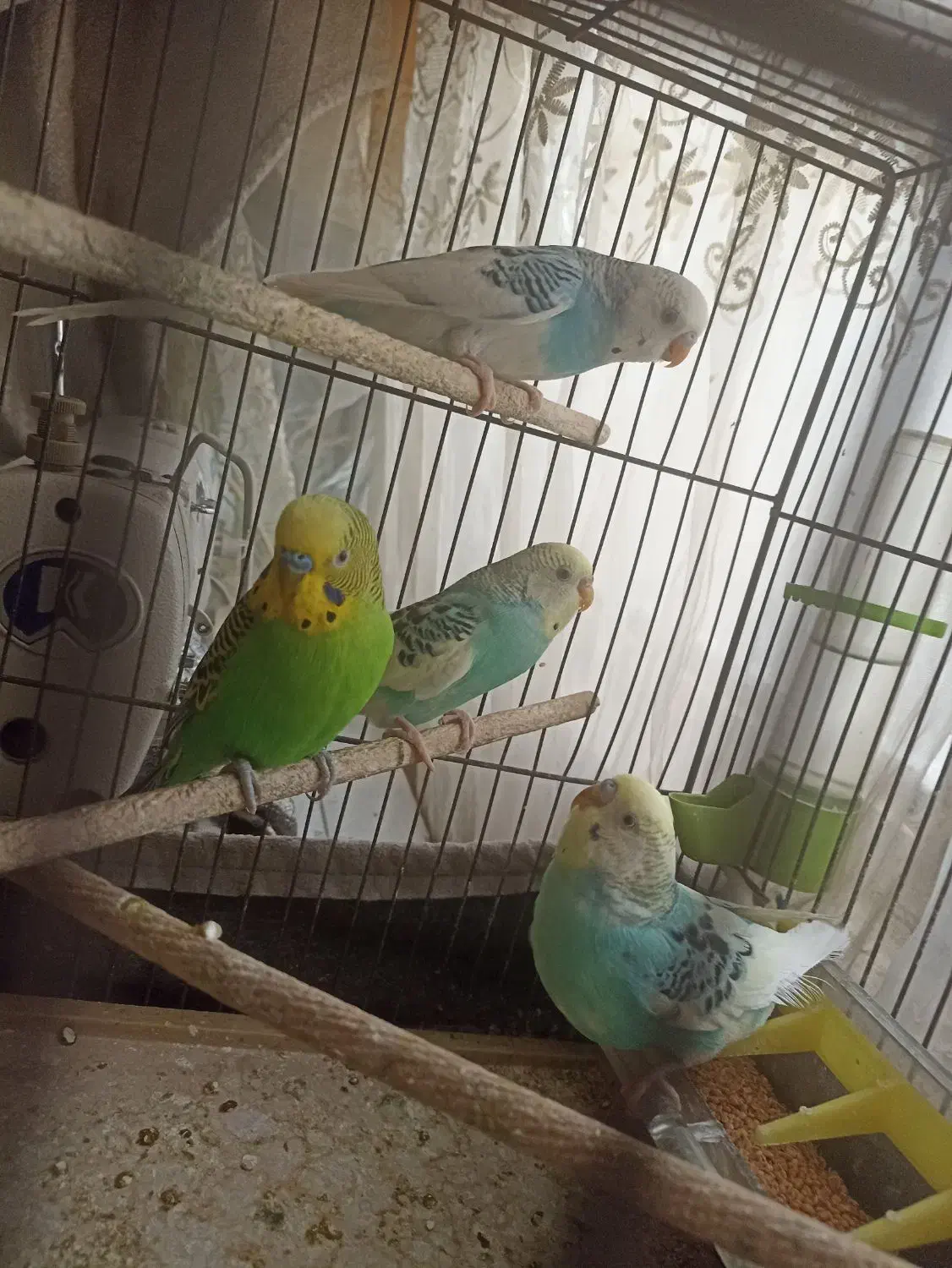 مرغ عشق|پرنده|چهاردانگه (تهران), |دیوار