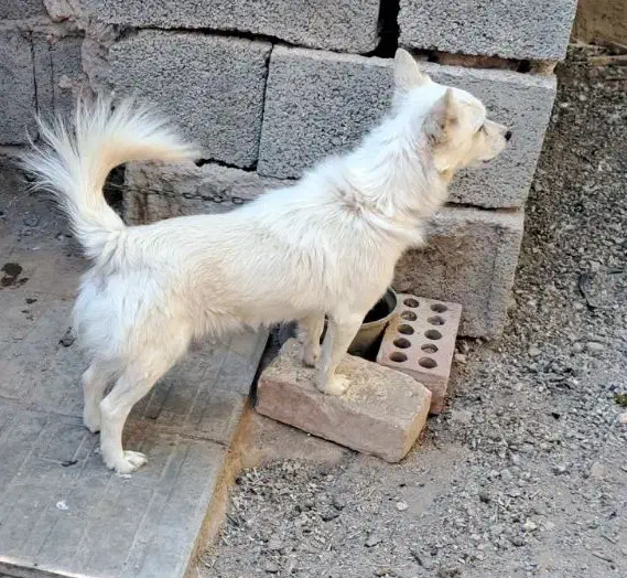 اشپیتز روباهی|سگ|کرمان, |دیوار