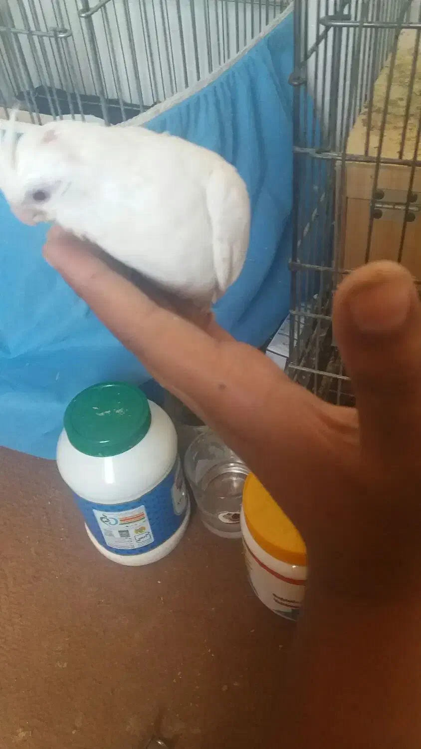 عروس هلندی آلبینو چشم سورخ|پرنده|درگهان, |دیوار