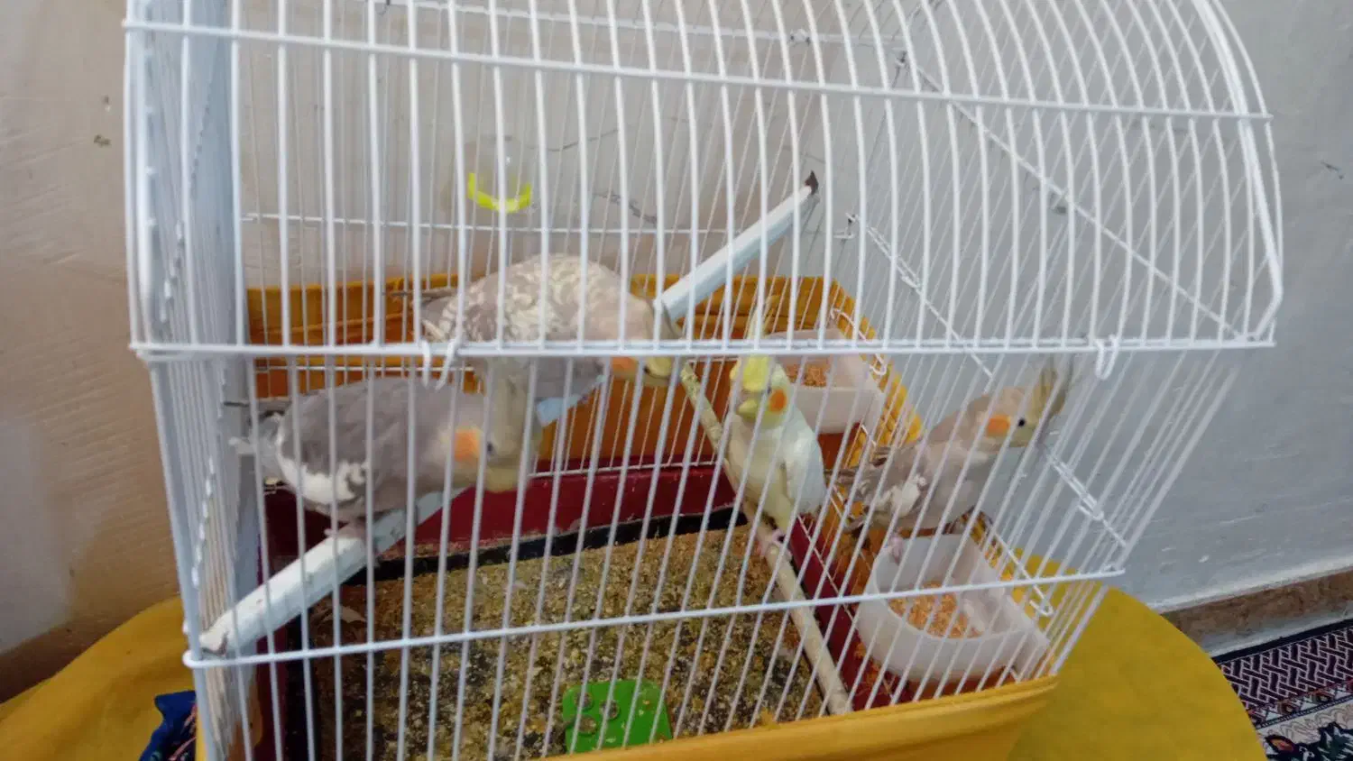 عروس هلندی|پرنده|رامشیر, |دیوار