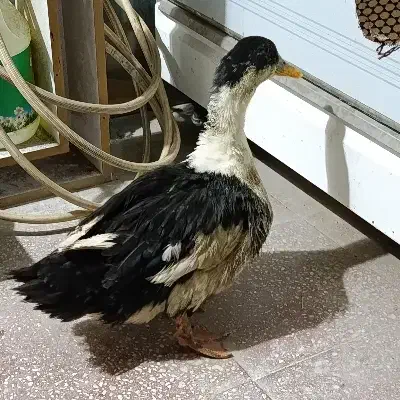 اردک|حیوانات مزرعه|دورود, |دیوار