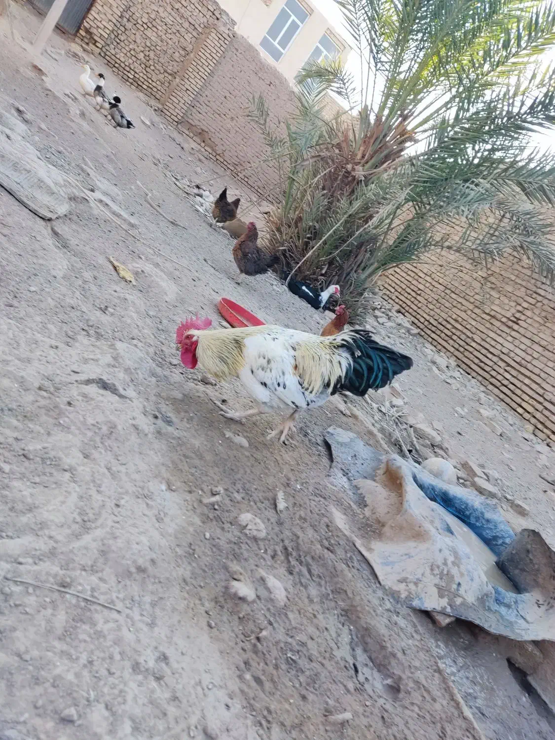 مرغ خروس تخم گذار اردک اسراییلی|حیوانات مزرعه|اردکان, |دیوار