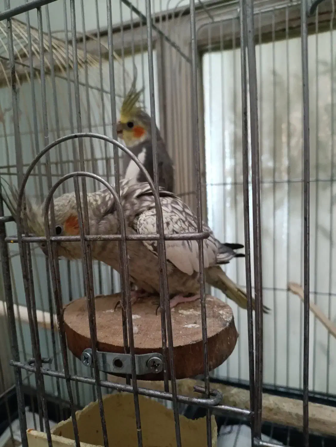 عروس هلندی مولد به همراه سه جوجه|پرنده|تهران, سبلان (لشگر)|دیوار