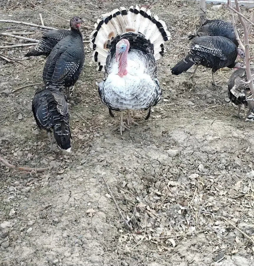 بوقلمون|حیوانات مزرعه|مشهد, شهرک ابوذر|دیوار