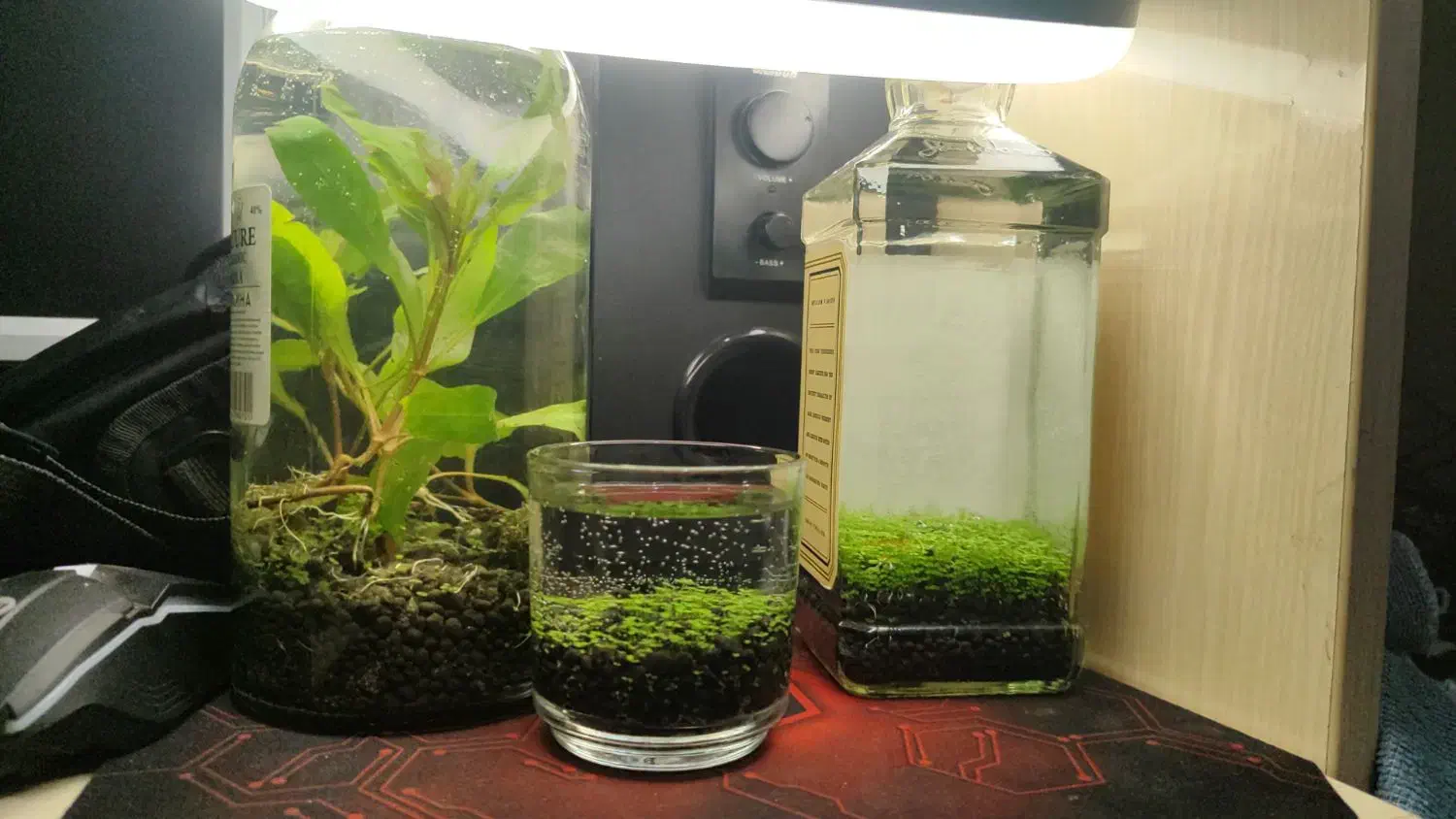 پلنت|ماهی|تهران, جوادیه تهرانپارس|دیوار