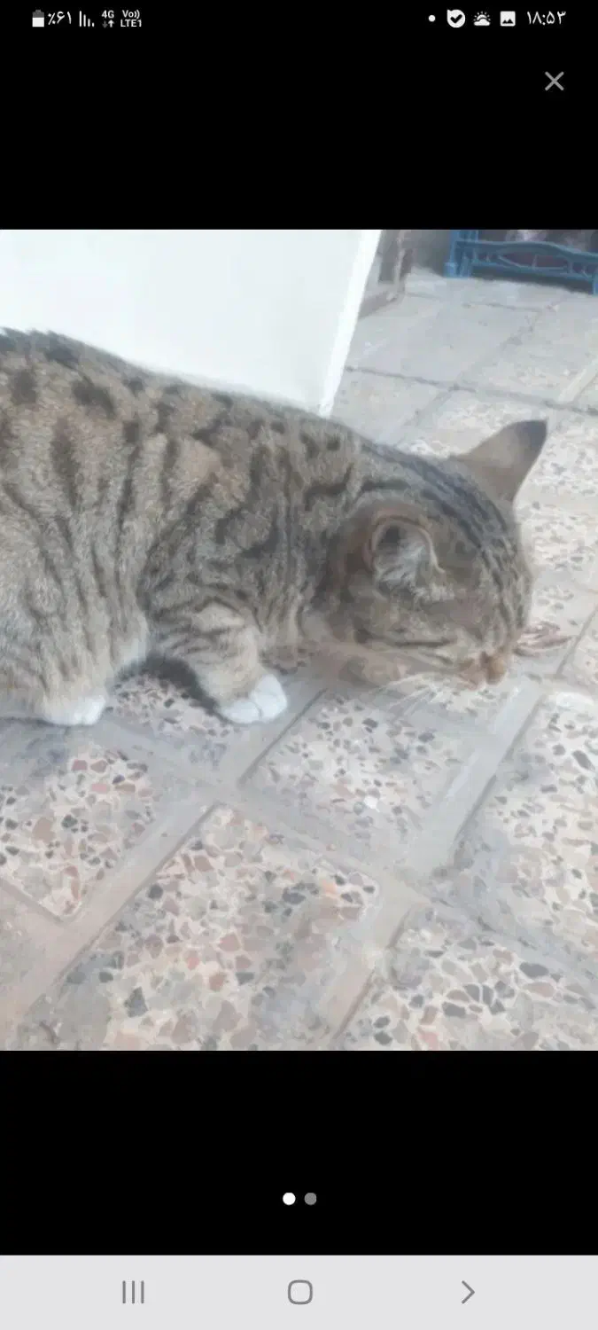 درمان گربه|گربه|نیشابور, مازول|دیوار