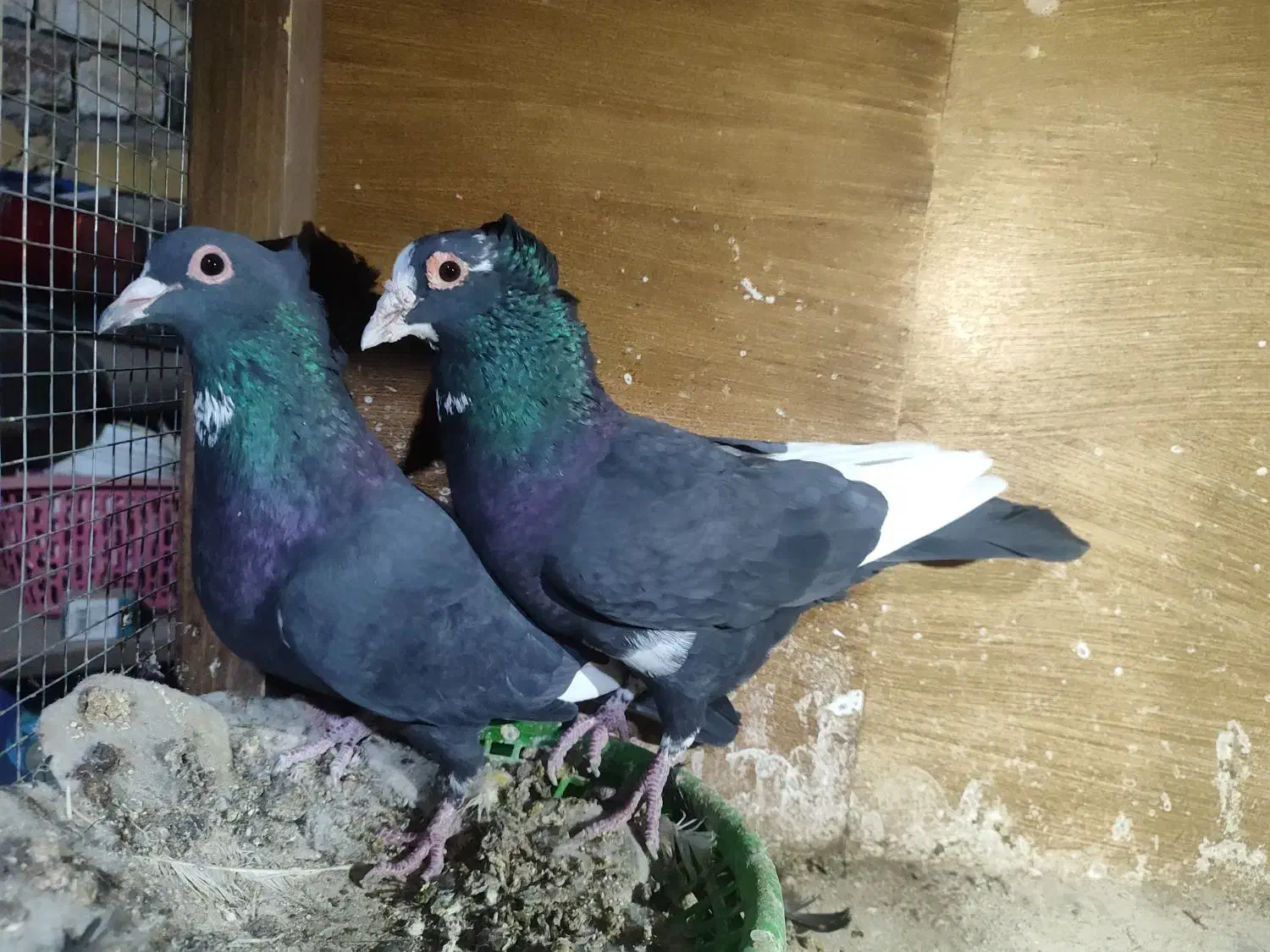 جفت پلنگ کلایی|حیوانات|رفسنجان, |دیوار