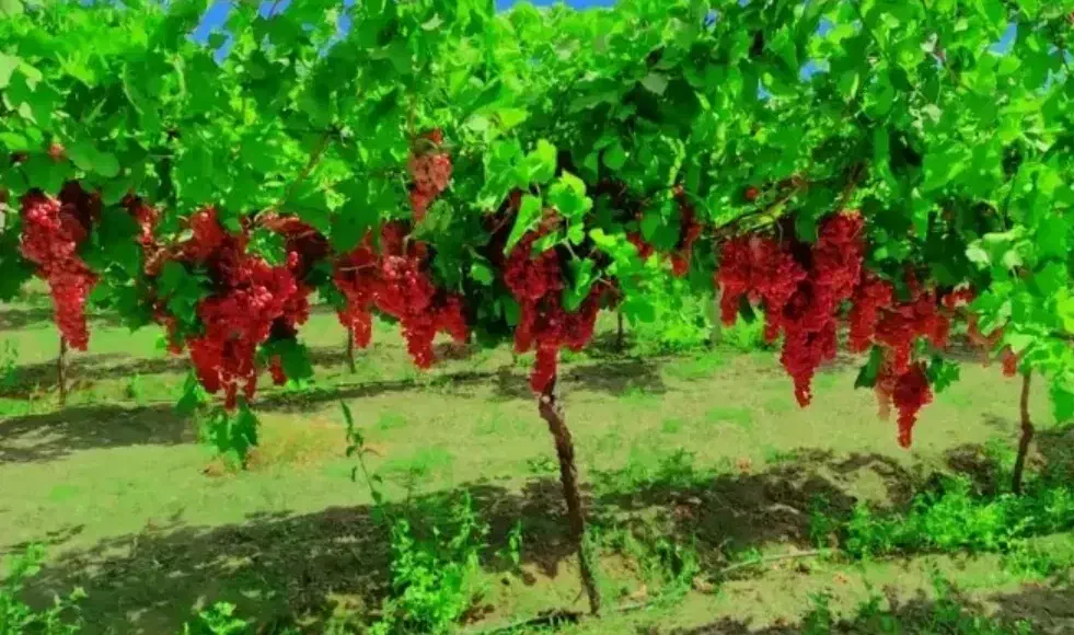 نهال .انگور. فروشی|خدمات باغبانی و درختکاری|میاندوآب, |دیوار