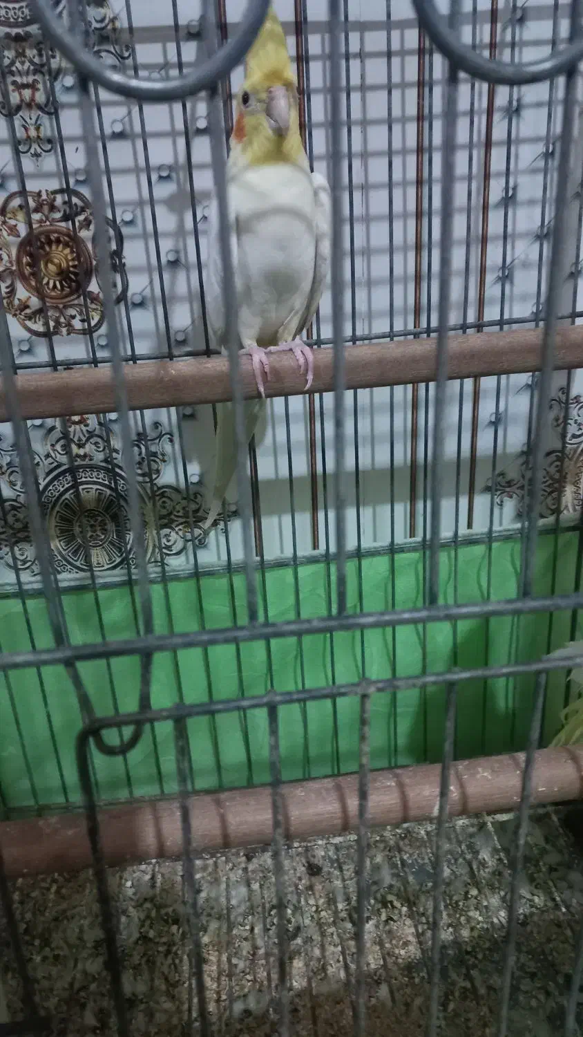 عروس هلندی|پرنده|کارون, |دیوار