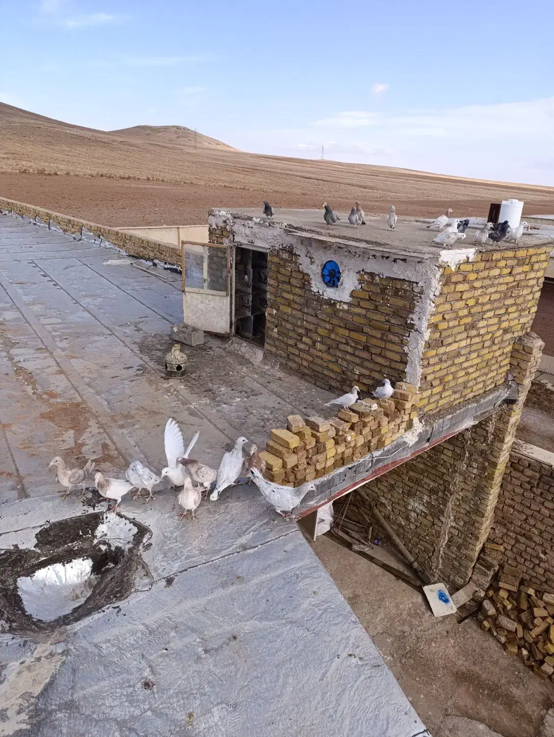 کبوتر زرد هفرنگ|پرنده|ضیاء آباد, |دیوار