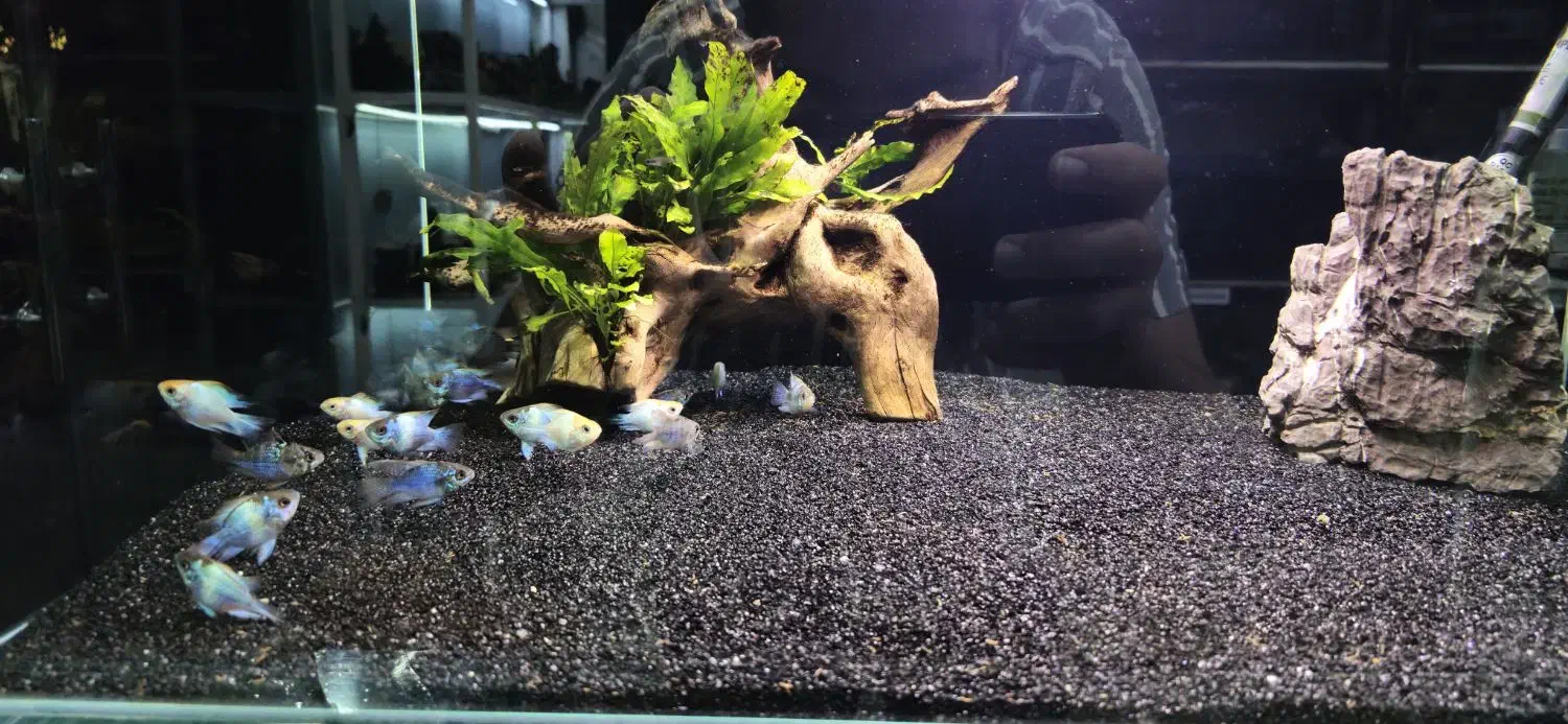 بار بزرگ ماهی آکواریوم از اندونزی رسید|ماهی|همدان, |دیوار