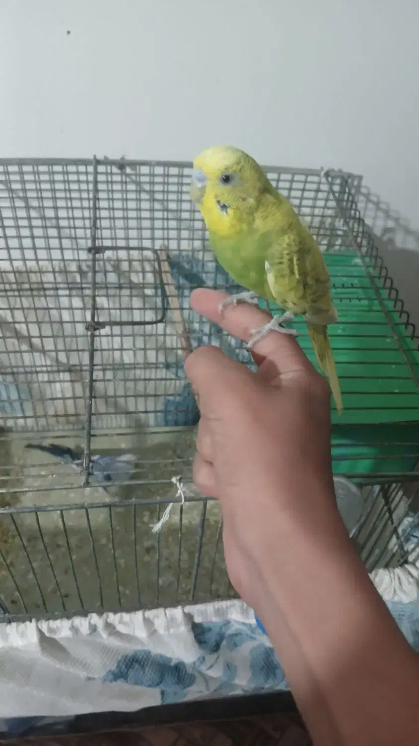 مرغ عشق دستی|پرنده|ساوه, |دیوار