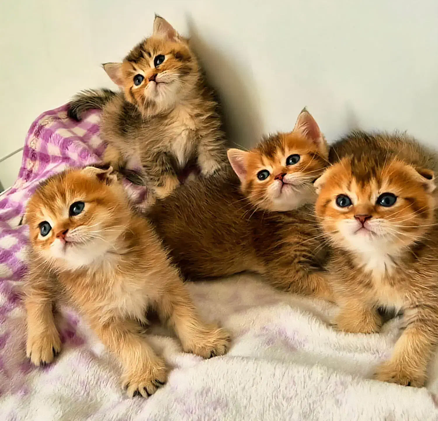 تجربه یک زندگی متفاوت و لاکچری/حر آج گربه kittycat|گربه|تهران, گیشا|دیوار