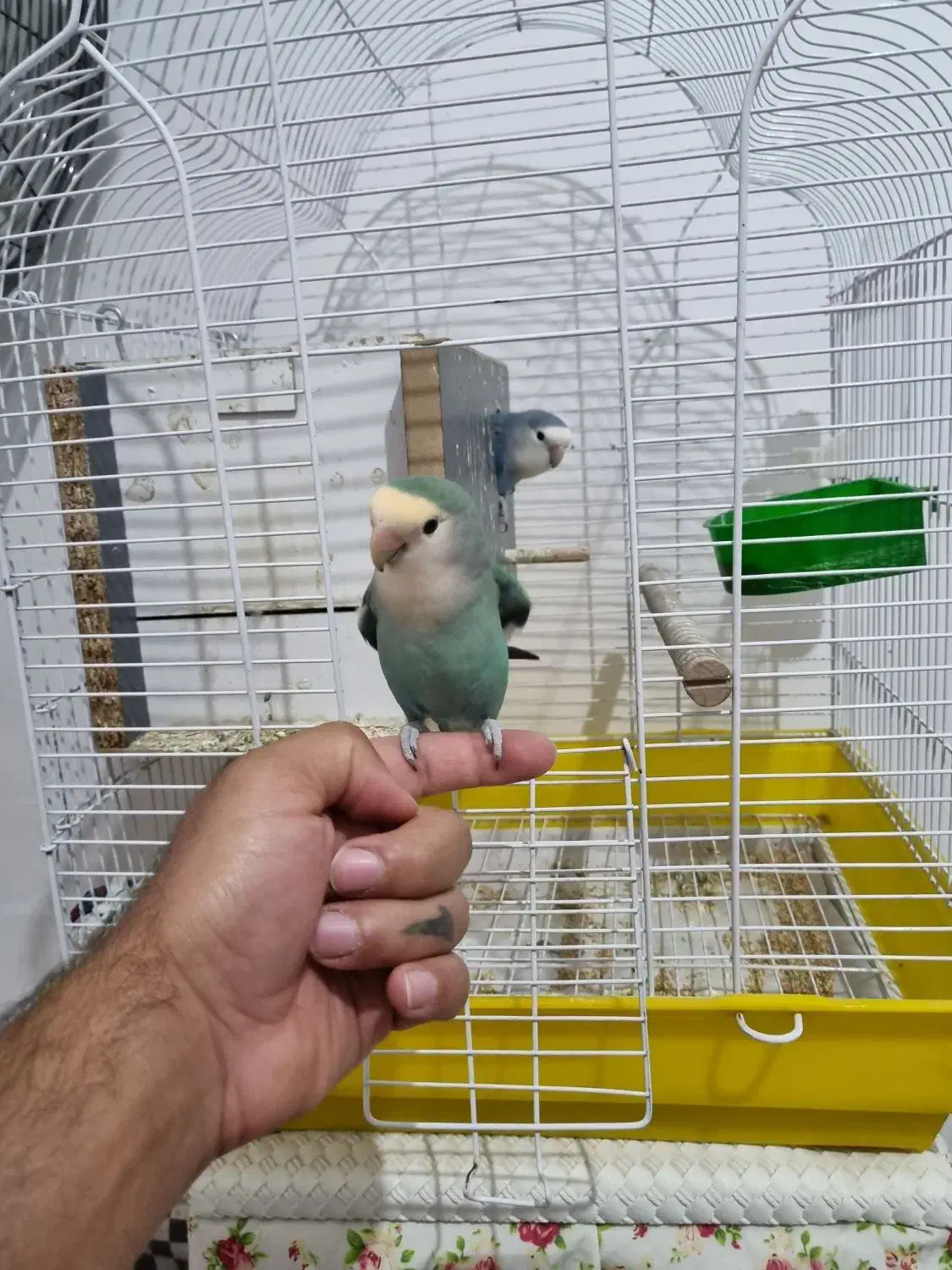کوتوله|پرنده|قم, پردیسان|دیوار