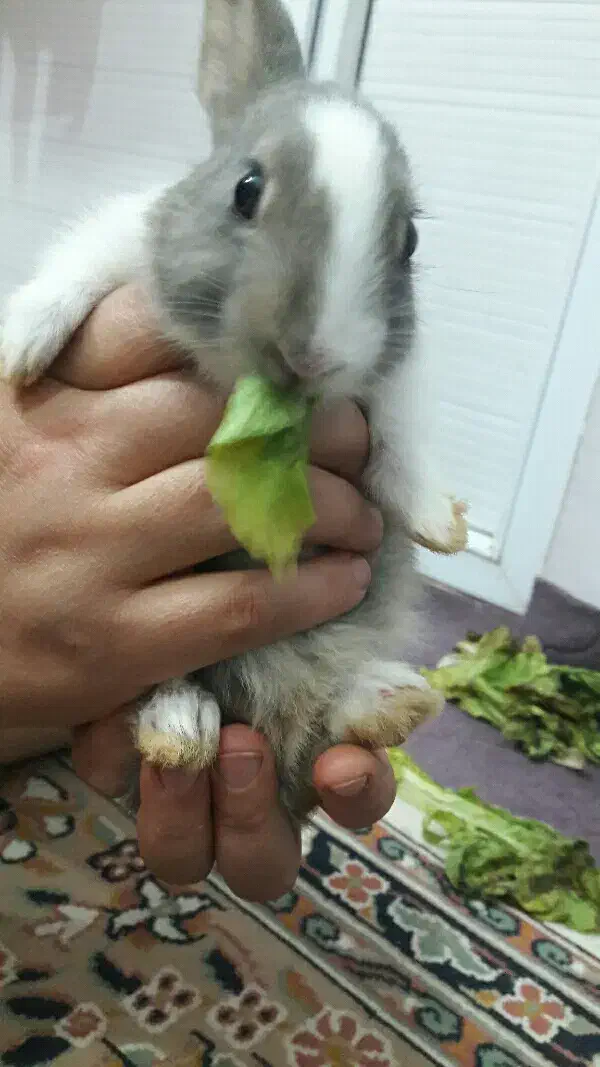 خرگوش زیبا|موش و خرگوش|سبزوار, توحیدشهر|دیوار