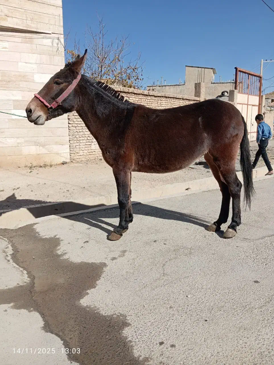 فروش انواع قاطر سواری باری|حیوانات مزرعه|لاران, |دیوار