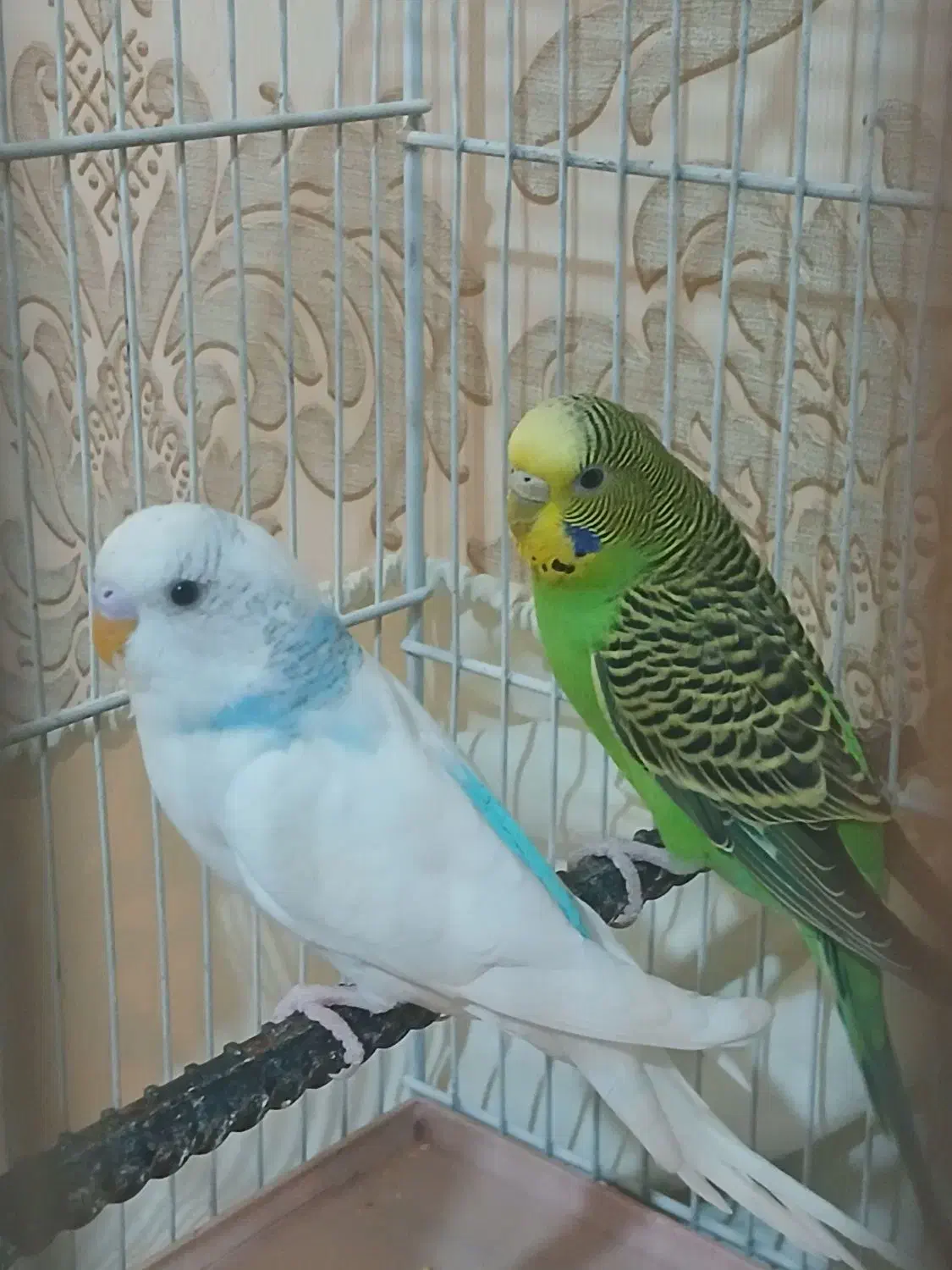 مرغ عشق|پرنده|قزوین, |دیوار