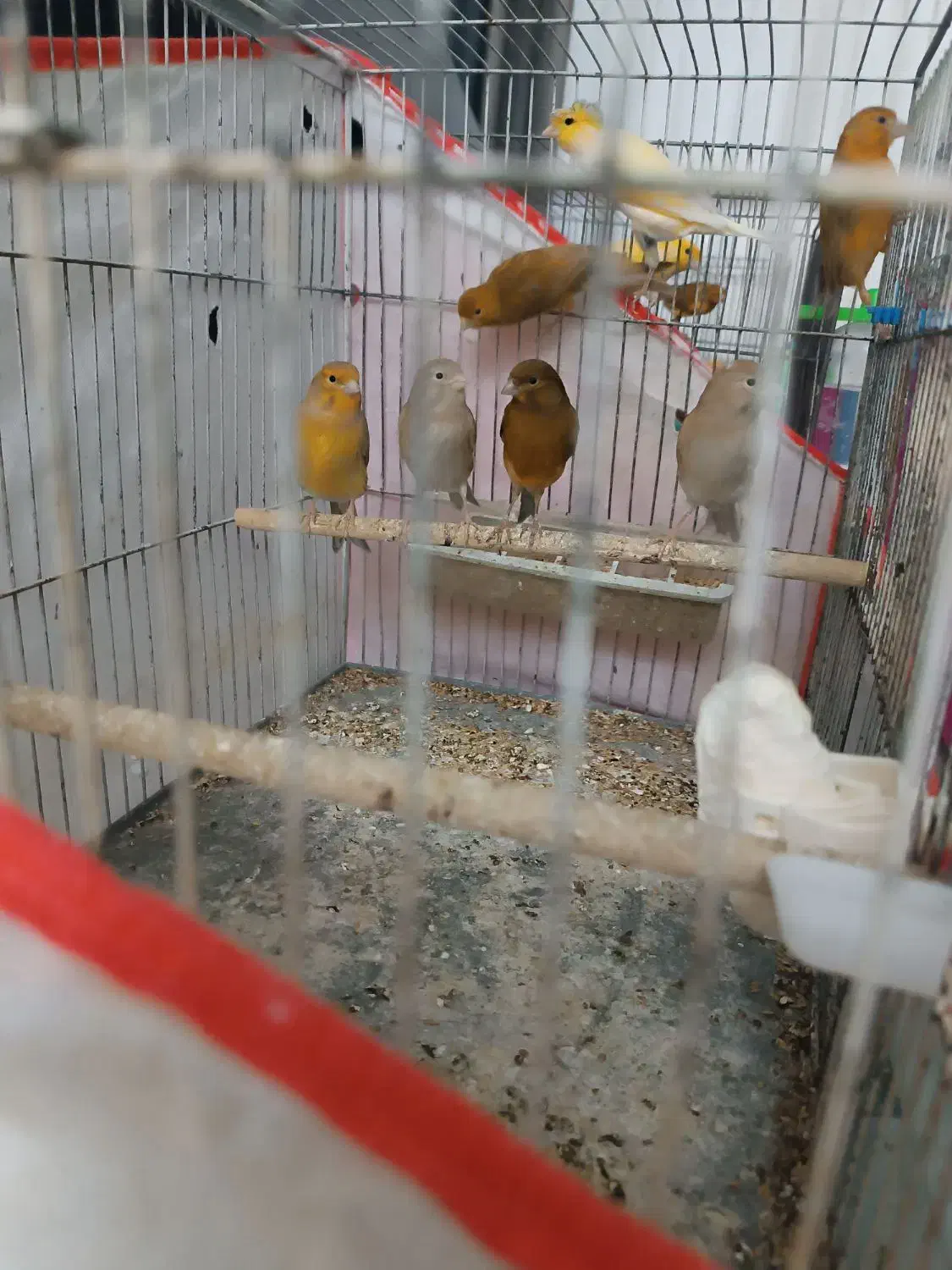 قناری نر و ماده مست درجه یک خانگی|پرنده|شیراز, رکن‌آباد|دیوار