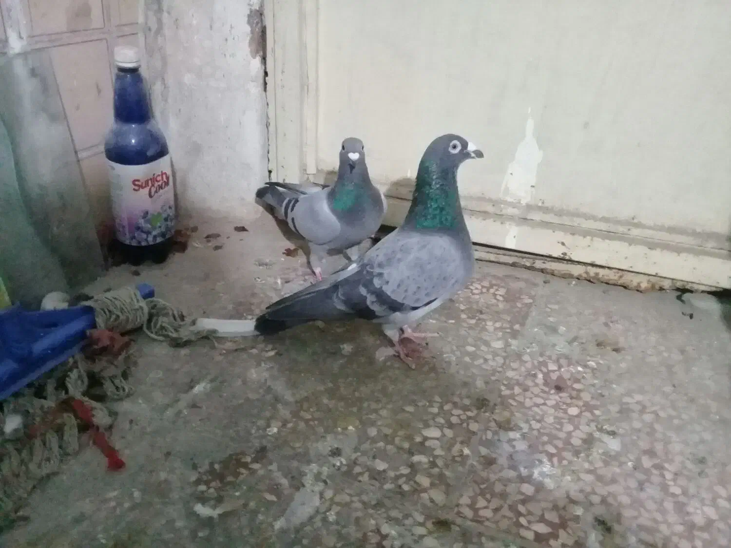 چندتا کبوتر|پرنده|تبریز, |دیوار