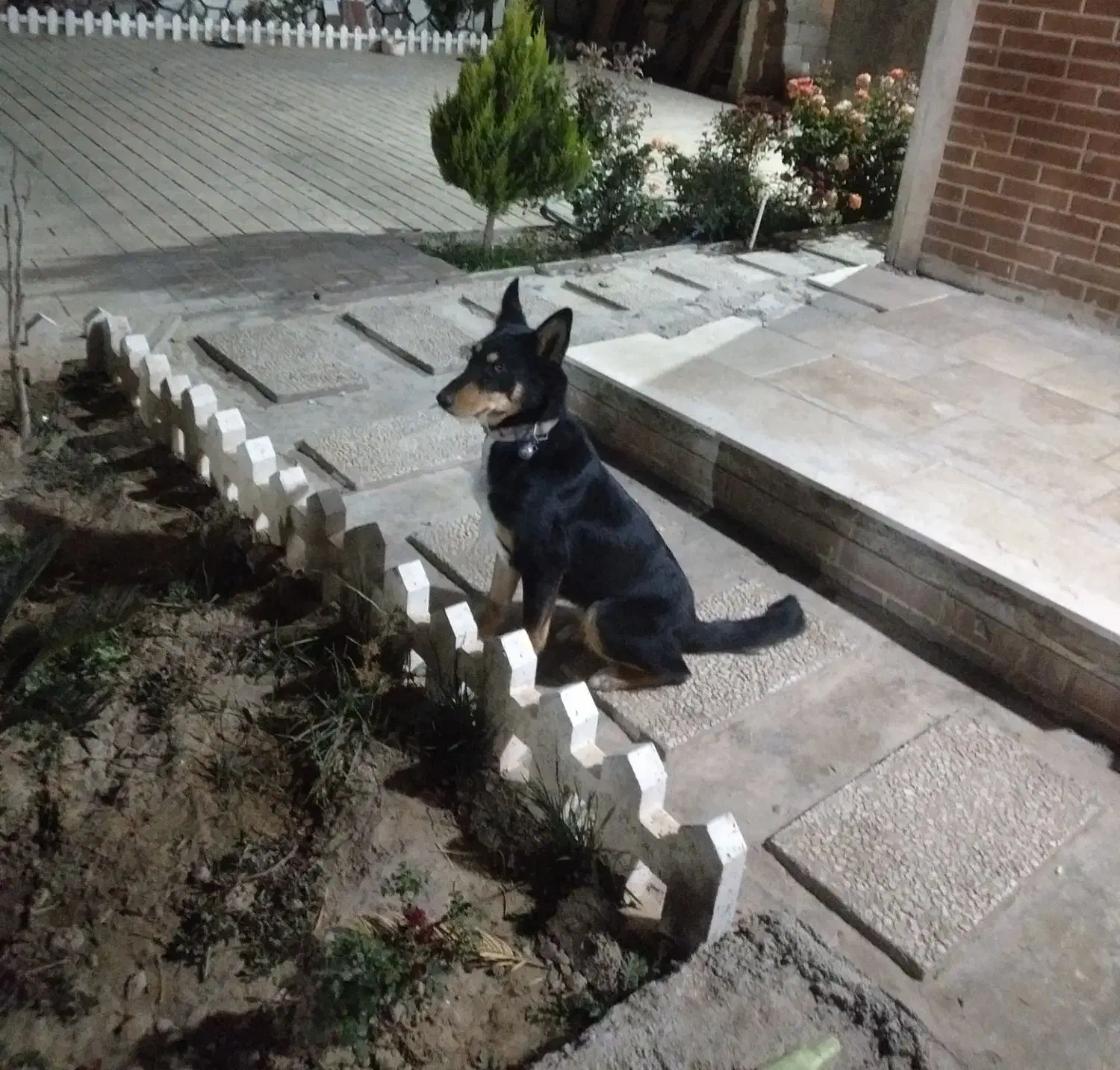 واگذاری سگ کلپی استرالیایی|سگ|فردیس, شهرک ناز|دیوار