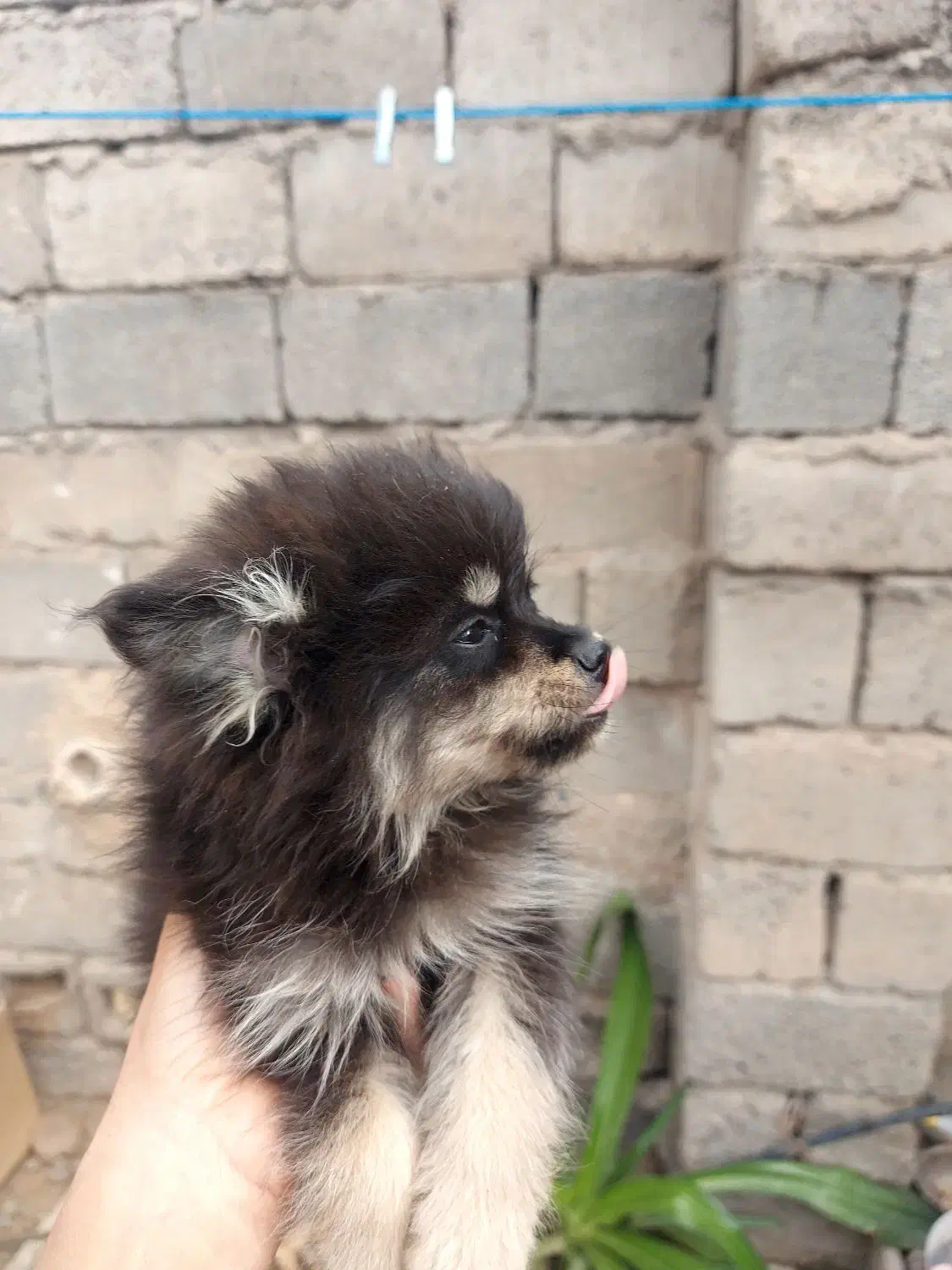 توله پامر عروسکی|سگ|جیرفت, |دیوار