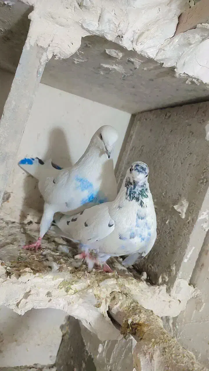 کبوتر|پرنده|بروجرد, |دیوار