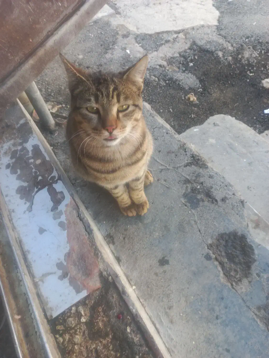 گربه رایگان.|گربه|کرمانشاه, |دیوار