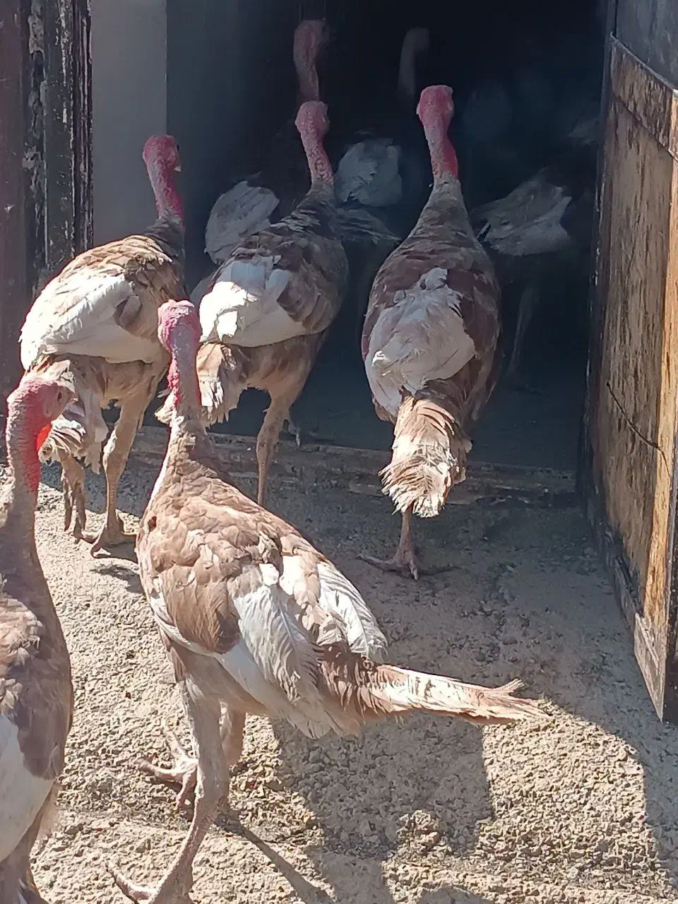 بوقلمون محلی گوشتی|حیوانات مزرعه|مریوان, |دیوار