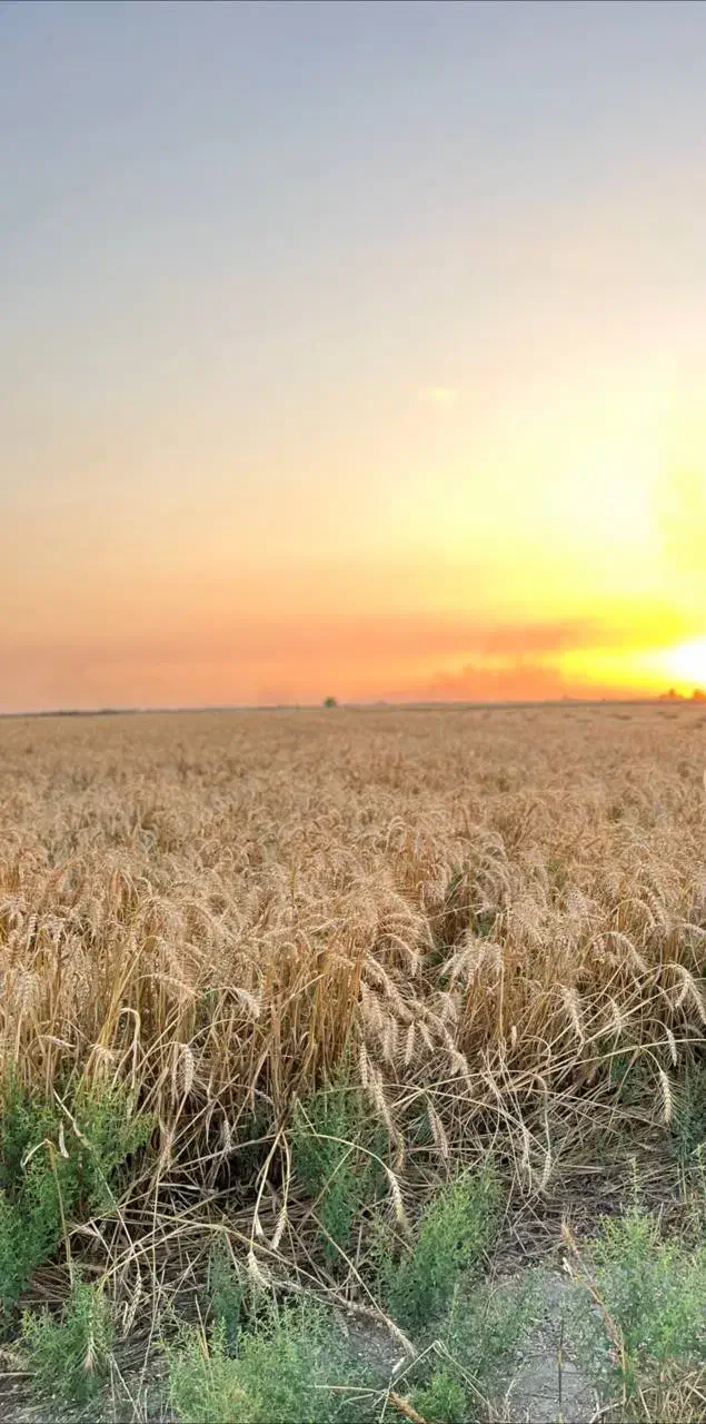 زمین کشاورزی فرودگاه گرگان|فروش دفتر صنعتی، کشاورزی، تجاری|آق قلا, |دیوار