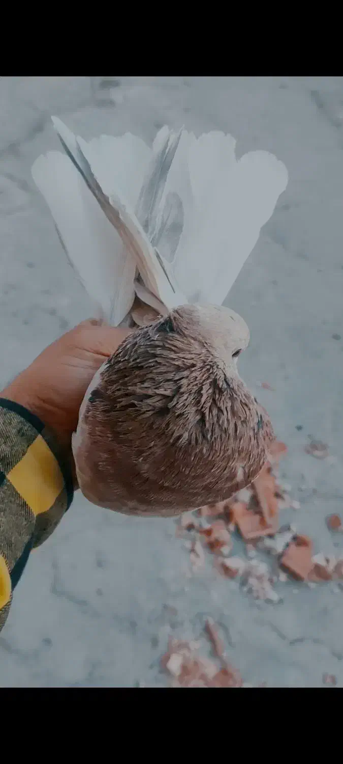 کبوتر پرشی کفتر|پرنده|اسلام‌شهر, شهرک احمدیه|دیوار