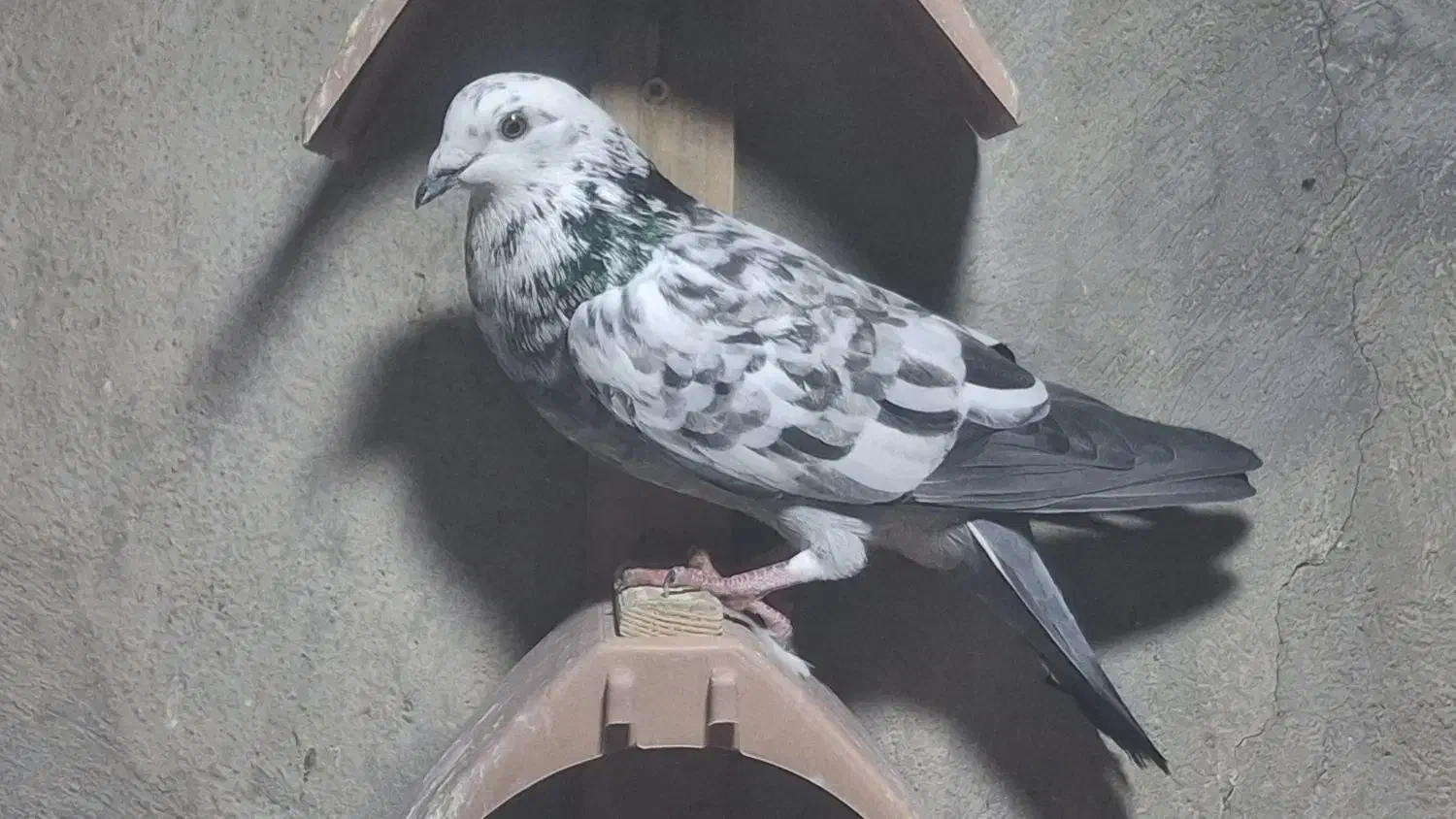 کبوتر|پرنده|دهلران, |دیوار