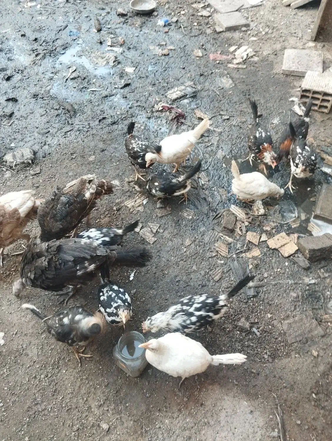 باعرض سلام 13عددجوجه مرغ گلیم بفروش میرسد|حیوانات مزرعه|تاکستان, |دیوار