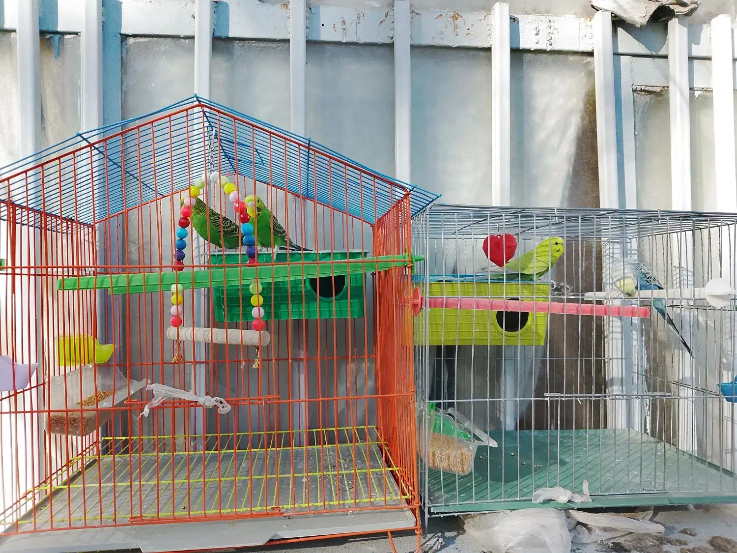 مرغ عشق|پرنده|ایرانشهر, |دیوار