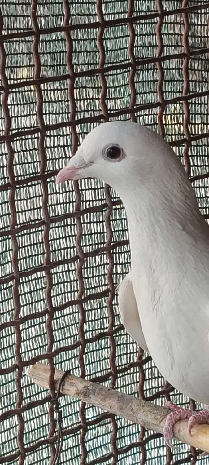 کبوتر پشتی|پرنده|خفر, |دیوار