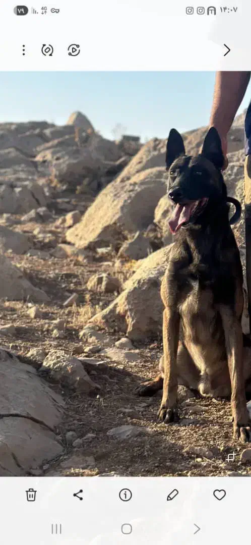 مالینیوز|سگ|کرمانشاه, |دیوار