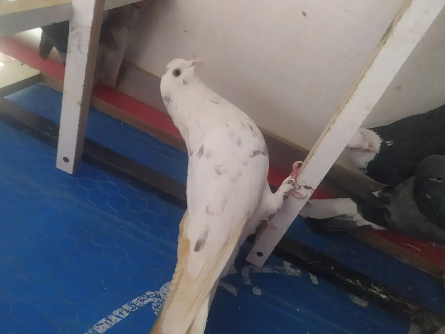 کفتر کبوتر پرشی ۵|پرنده|شهریار, شهرک وائین|دیوار