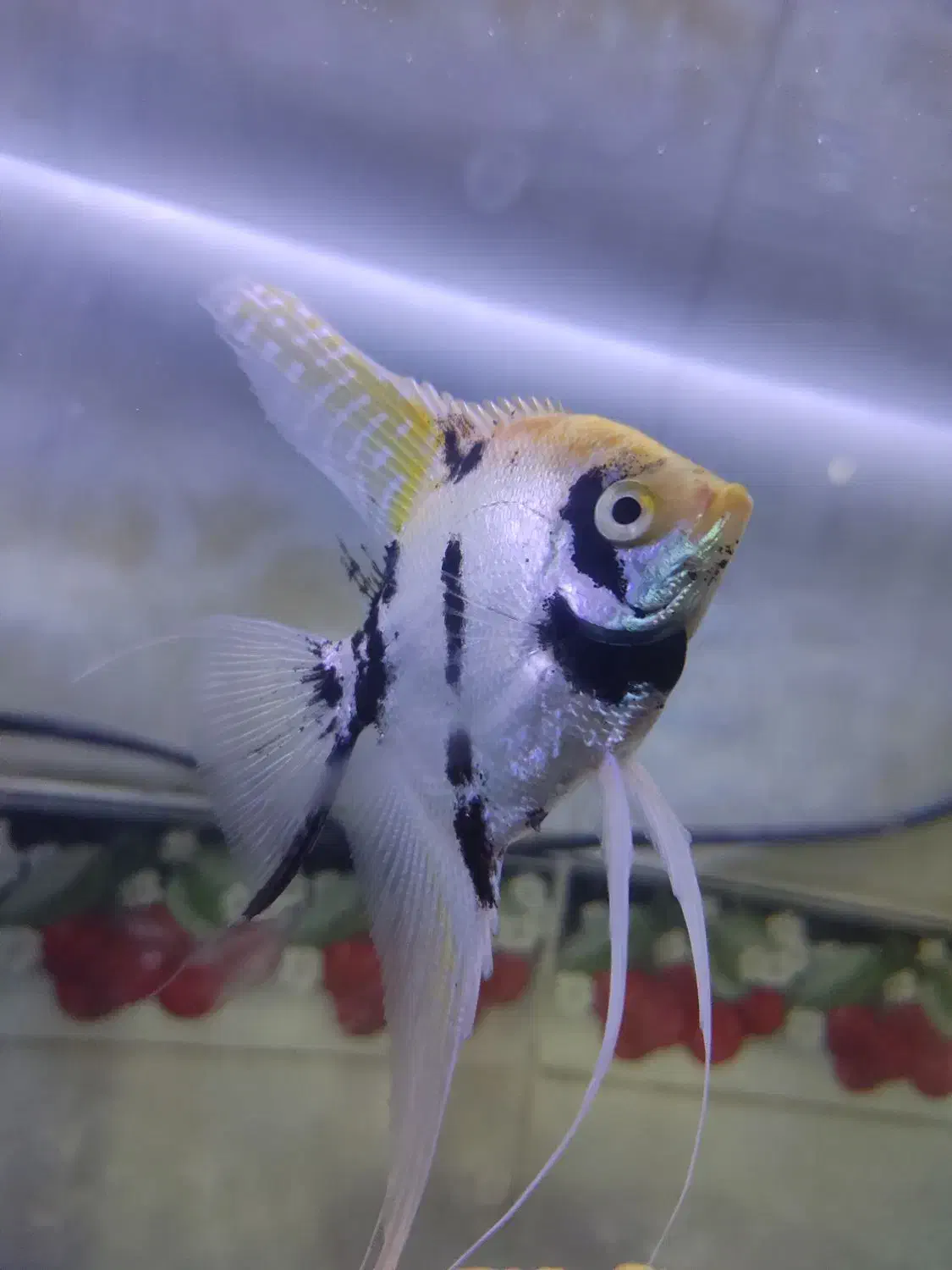 ماهی انجل سفید مشکی و بلک|ماهی|نهاوند, |دیوار