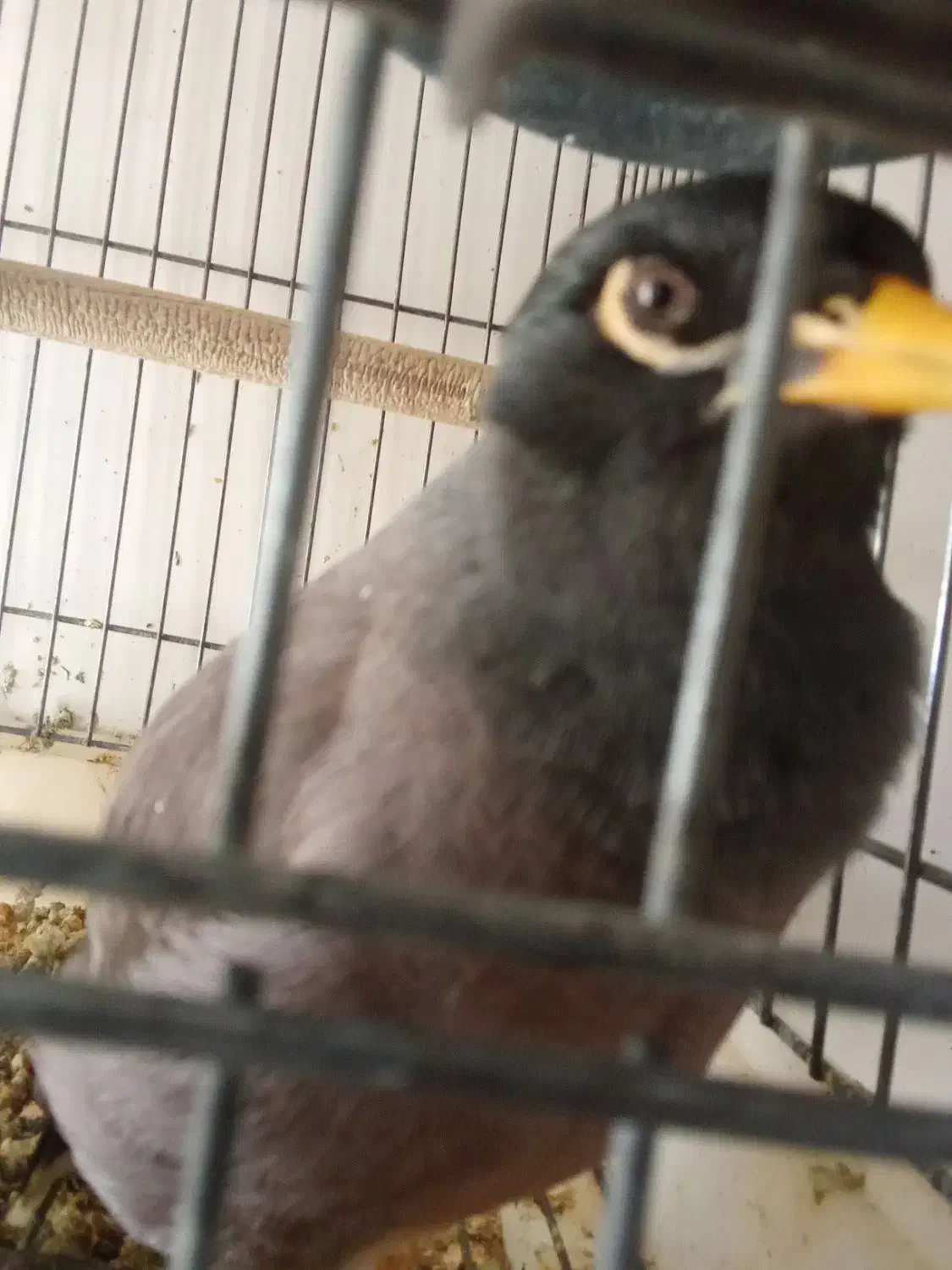 مرغ مینا|پرنده|مرودشت, فرهنگ|دیوار