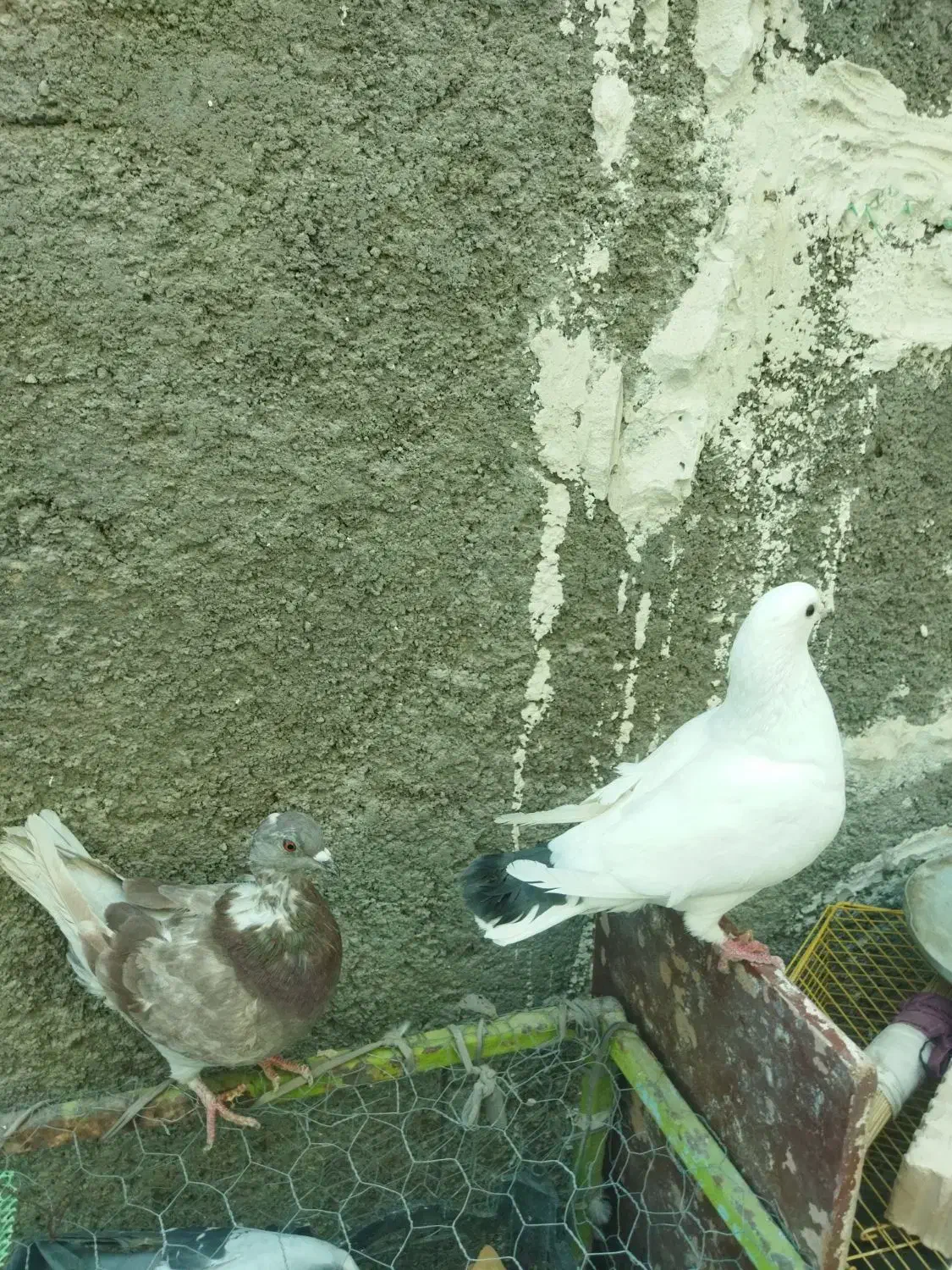 کبوترکینگ یامرغی.ومرغ عشق.لنده|پرنده|لنده, |دیوار