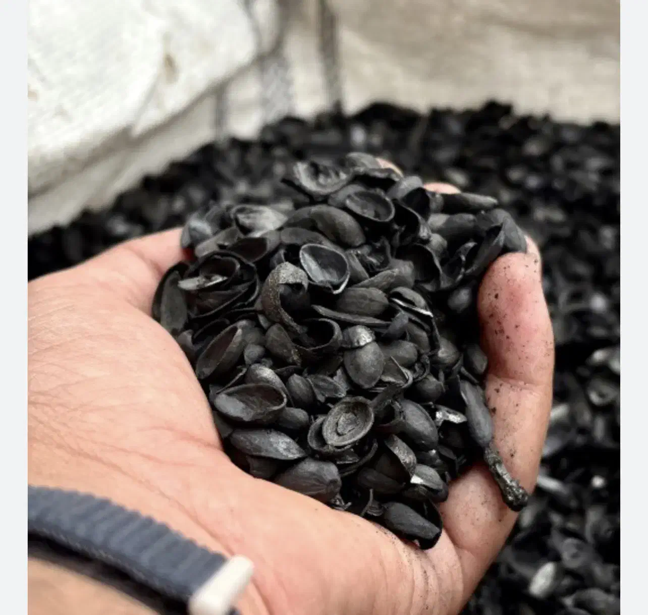 خریدار کربن پوست پسته|خدمات باغبانی و درختکاری|رفسنجان, |دیوار