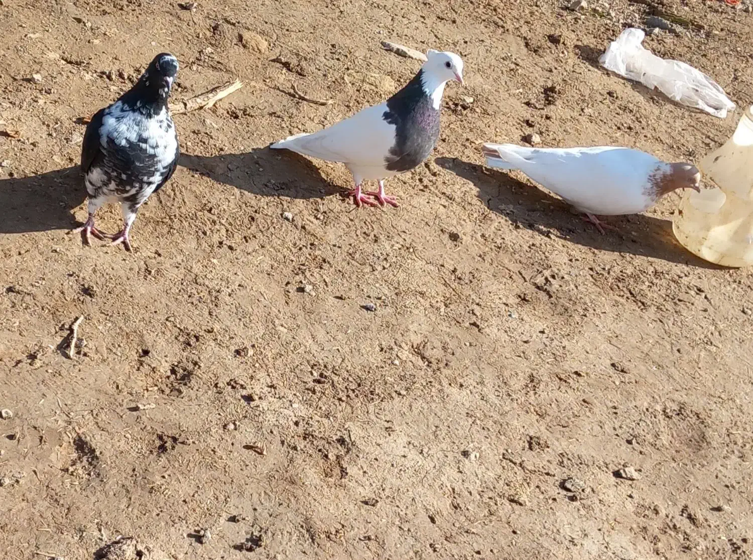 کبوتر رنگه|پرنده|شیروان (خراسان), |دیوار