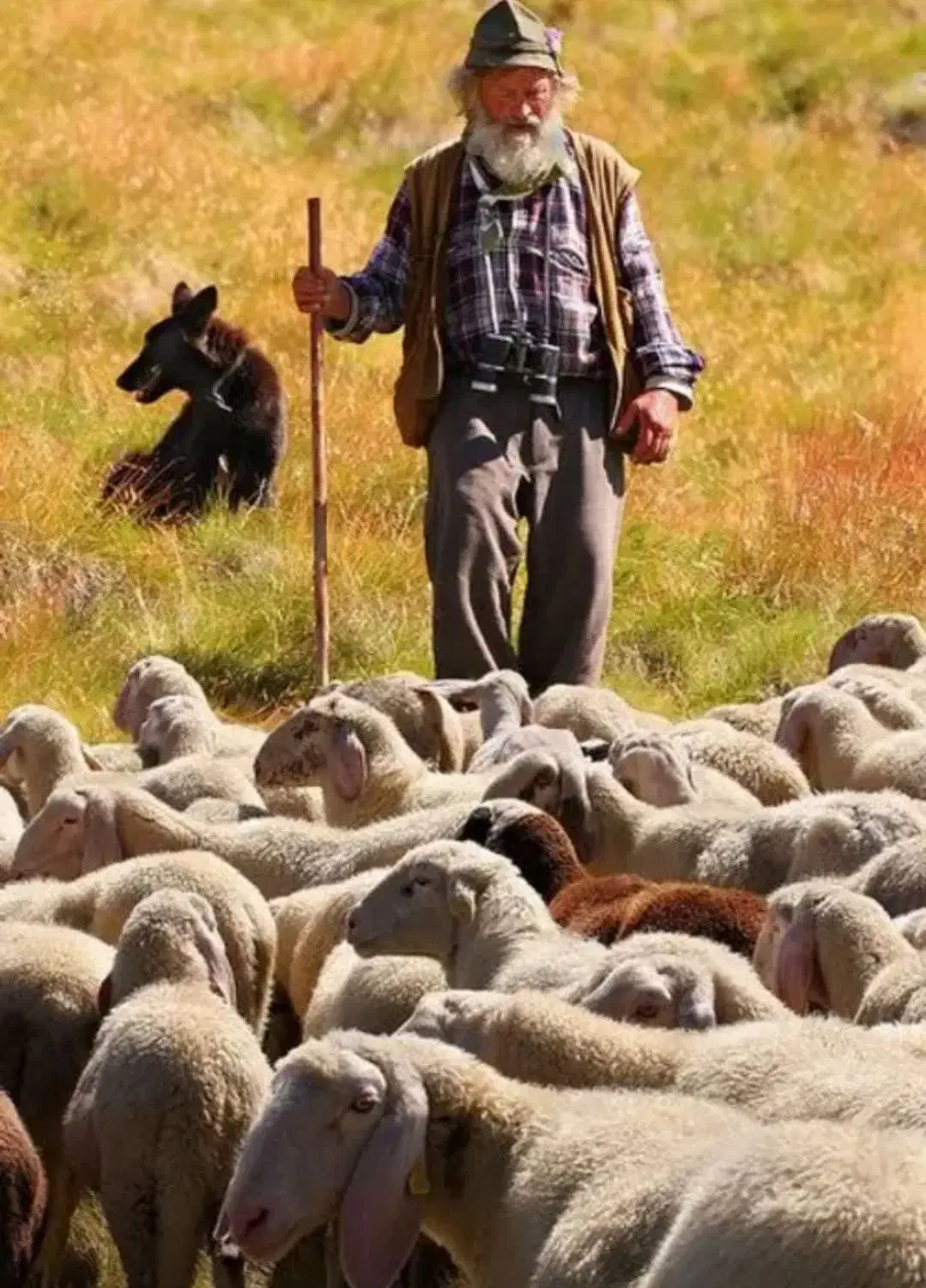کافیه ،فقط یه تماس الو دام علی بابا تحویل درمحل|حیوانات مزرعه|تهران, دهکده المپیک|دیوار